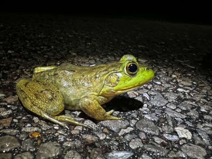 American Bullfrog